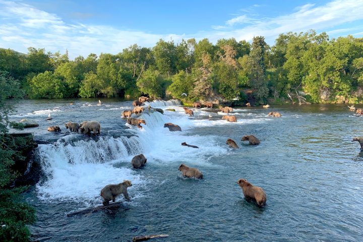 bears of brooks falls in katmai national park