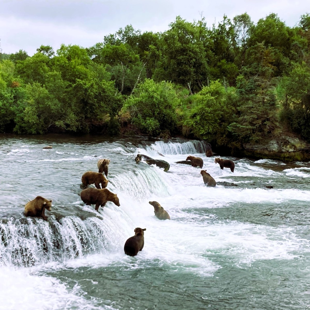 Brooks Falls Katmai National Park Brooks Falls Katmai National Park