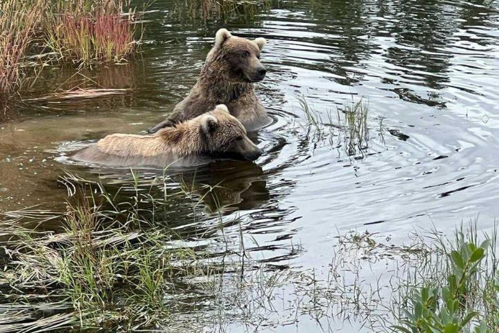 a brown bear swimming in a body of water