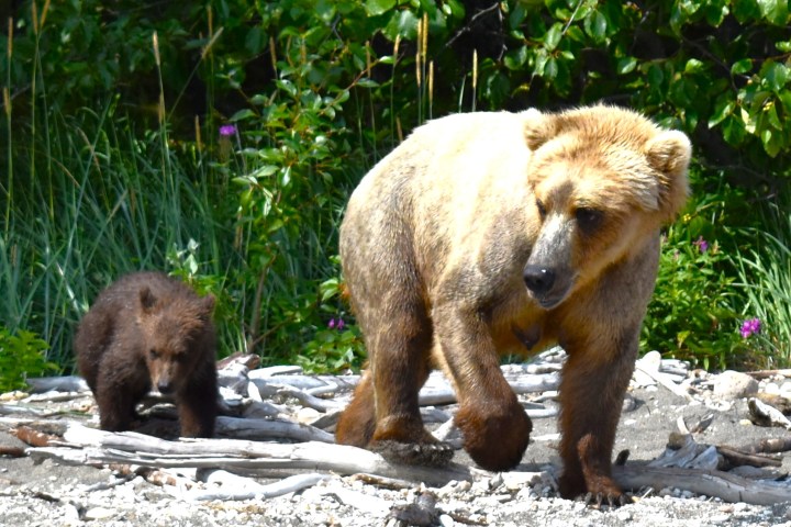 Brooks Falls Katmai National Park