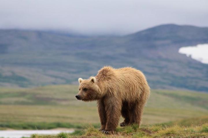 a large brown bear walking across a lush green field