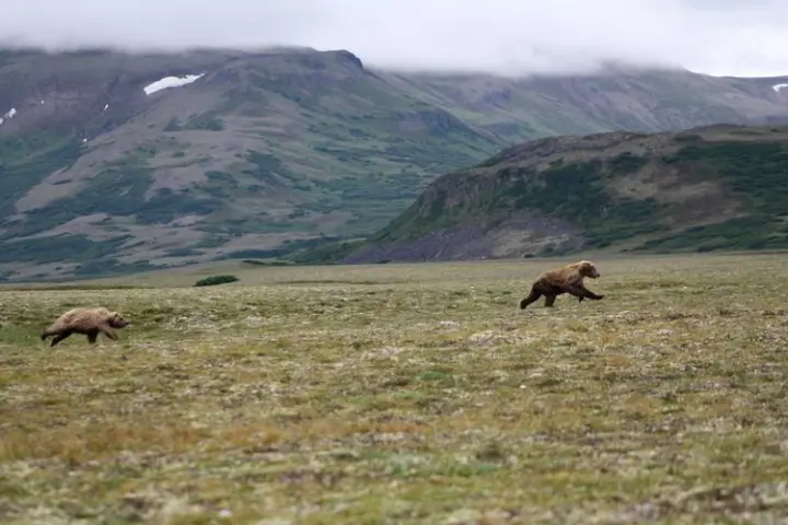 a cow grazing in a field with a mountain in the background
