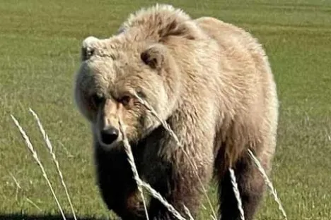 a large brown bear standing on top of a grass covered field