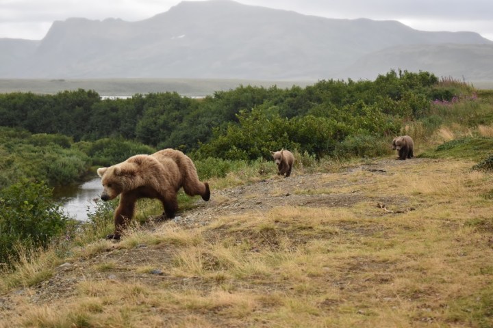 a herd of animals grazing on a grassy hill