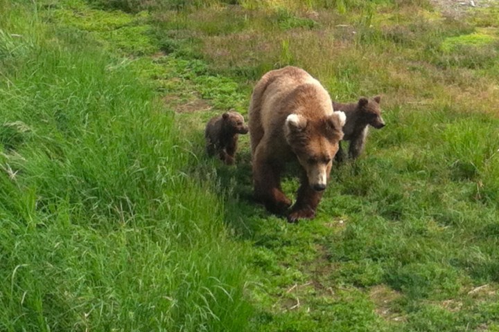 Brooks Falls Katmai National Park