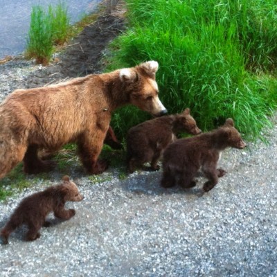 Brooks Falls Katmai National Park