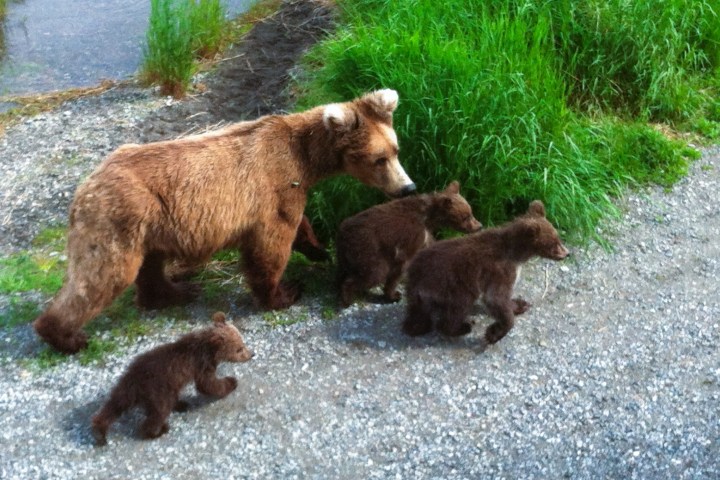 Brooks Falls Katmai National Park