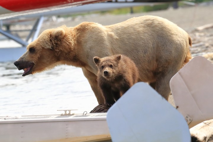 Brooks Falls Katmai National Park