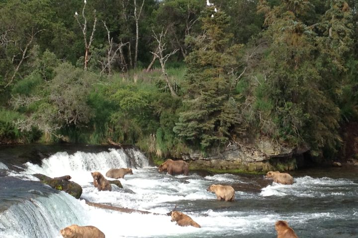 Brooks Falls Katmai National Park