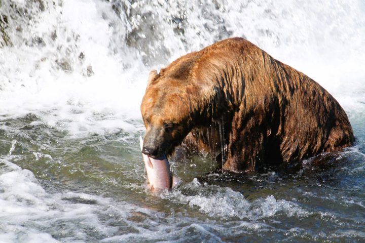 Brooks Falls Katmai National Park