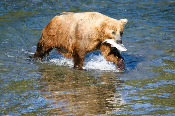 Brooks Falls Katmai National Park