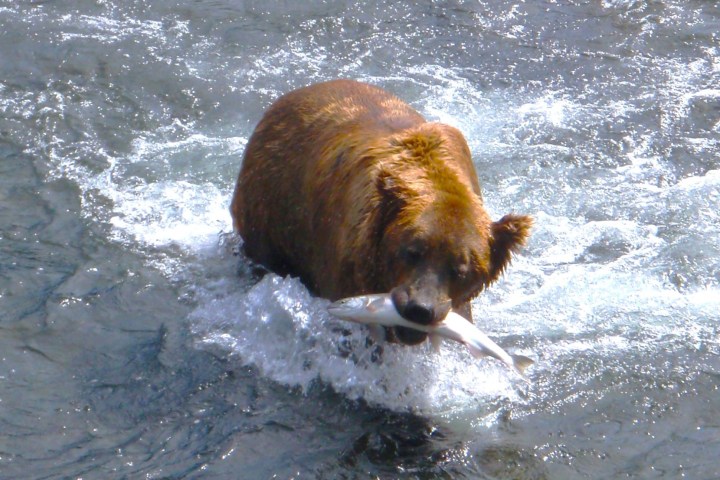 a large brown bear standing next to a body of water