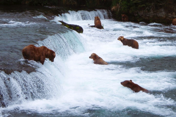 a group of brown cows standing in the snow