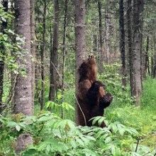 a brown bear walking through a forest