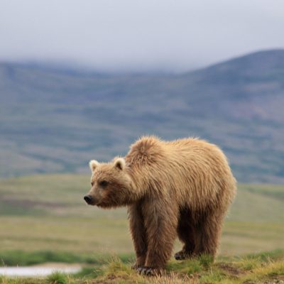 a large brown bear walking across a lush green field