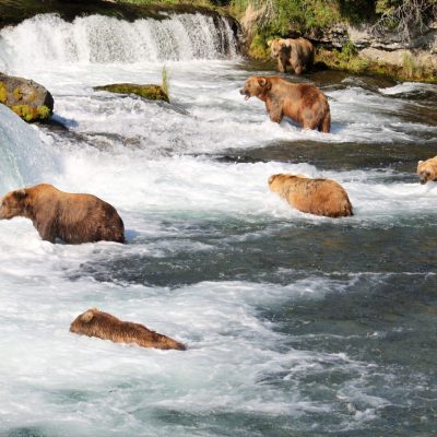 a bear that is standing in the snow